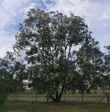 Image result for Eucalyptus torelliana