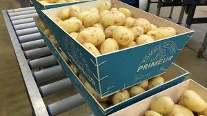 Les précoces sont à récolter 70 à 90 jours après la plantation, soit à partir du. Sur L Ile De Re Les Pommes De Terre Sont En Avance