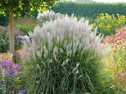 Image result for Miscanthus violaceus