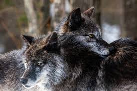 A documentary on the famous druid wolf pack. The Big Bad Wolf Canadian Geographic
