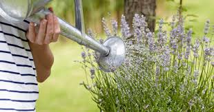 Verliebte halten sich oft die hände. Lavendel Giessen Mein Schoner Garten