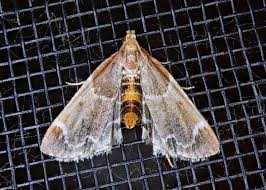 Image result for Pyralis farinalis