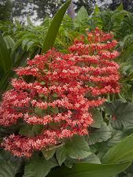 Image result for Clerodendrum fasciculatum