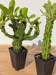 Image result for Euphorbia crebrifolia