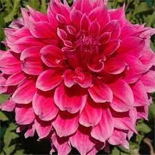 How To Grow Dahlias The Garden Glove Growing Dahlias Planting Dahlias Flowers
