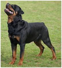 Rottweiler Kopek Rottweiler Dog Dangerous Dogs Rottweiler