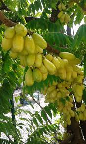 Averrhoa Bilimbi Cucumber Tree Tree Sorrel Or Belimbing Buluh Oh I Love This D U Can Cook This Make Syrup Out O Fruit Garden Fruit World Beautiful Fruits