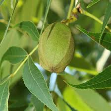 Image result for Carya illinoinensis