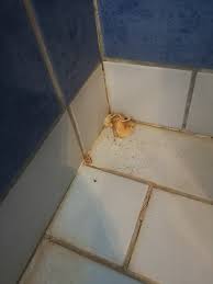 Image result for site:byggahus.se svamp