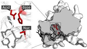These proteins are commonly found in mammalian milk, comprising c. Katalytische Triade Wikipedia