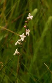 Image result for Cyphia