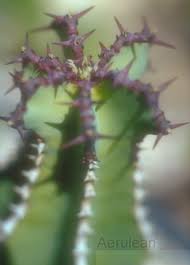Image result for Euphorbia fortissima
