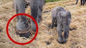PAIN RELIEF!! Saving a baby elephant trapped in a deadly snare, while  mother stands guard - YouTube