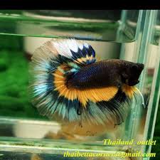 Live Betta Fish Halfmoon Mustard Dark Blue From Thailand Male M Size Betta Fish Betta Betta Fish Tank