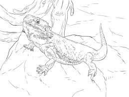 Central Bearded Dragon Coloring Page Free Printable Coloring Pages Bearded Dragon Colors Dragon Coloring Page Bearded Dragon Cute