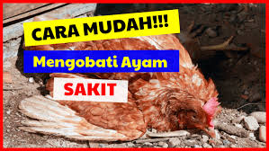 Kematian ayam mendadak di kampung kayu manis rt 03/rw 01 kelurahan cibadak, kecamatan tanah sareal, kabupaten bogor, terus bertambah. Cara Mudah Mengobati Penyakit Ayam Serta Mengenal Ciri Cirinya