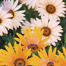 Image result for Dimorphotheca