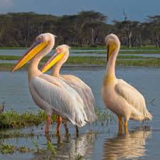 Bird watching travel guide