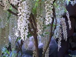 Wisteria Care What To Do With Wisterias That Won T Bloom Dream Garden Moon Garden Wisteria