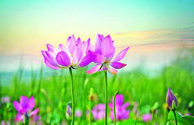 પ્રાર્થના જેમ જેમ ઉચ્ચ ઉચ્ચ બનતી જાય તેમ તેમ પ્રભુની કૃપા નીચે ઊતરતી જાય | Dharmalok Magazine Amrut ni Anjali 23 December 2020 | Gujarati News - News in Gujarati - Gujarati Newspaper ...