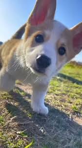 @Yoda4ever's video Tweet