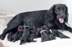 Check spelling or type a new query. Buying Siblings Two Puppies Or Rearing Two Young Pups From Different Litters Nightmare Don T Do It