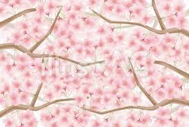 Browse cherry blossom background free royalty free images for every day and commercial use, absolutely free! Cherry Blossom Background Free Download Illustac