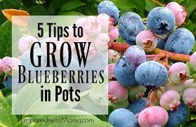 Blueberry bushes are acid loving plants and want a 5 to 5.5 ph. 5 Tips To Grow Blueberries In Pots Preparednessmama