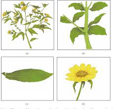 Image result for Aspilia