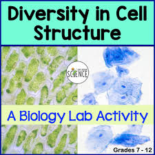 We did not find results for: Diversity Of Cell Structure Cell Organelles Lab By Amy Brown Science