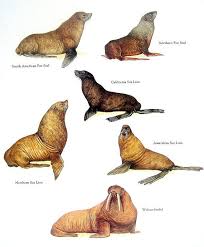 Seal Sea Lion Walrus Print South American Fur Seal Etsy Sea Lion Animals Wild Animals