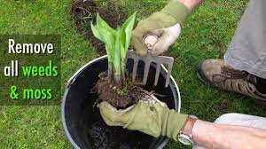 Avoid metal containers as hosta roots you can plant hostas all year round, but spring and autumn are preferable. Growing Hostas How To Plant And Care For Hosta Plants The Old Farmer S Almanac