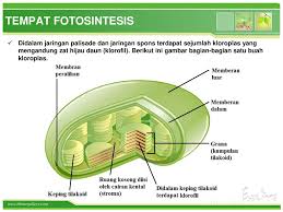 Untuk bisa hidup dengan baik, tumbuhan bisa menghasilkan makanannya sendiri dan proses fotosintesis pada tumbuhan menghasilkan reaksi yang disebabkan oleh cahaya matahari dengan klorofil. Fotosintesis Pada Tumbuhan Ppt Download