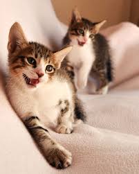 Maybe you would like to learn more about one of these? Walnut Grove Animal Clinic