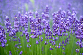 Enjoy our lavender quotes collection. How To Grow Lavender Indoors In Pots Growing Lavender From Seeds