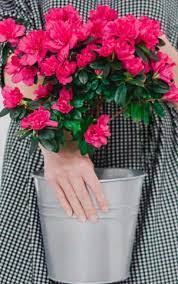 Why Are My Indoor Azalea Leaves Falling Off Gardener Report
