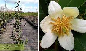 Image result for Mechowia grandiflora