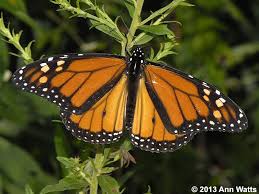 New Jersey Butterfly Info Images Page Monarch Image Butterfly
