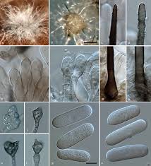 Image result for Chlorophytum macrosporum