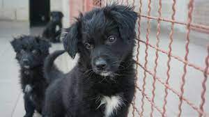 Wir setzen uns dafür ein, dass hunde aus dem tierschutz adoptiert werden. Fellkinder In Not E V