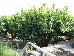 Make sure this fits by entering your model number. Jambu Water Apple Bell Fruit Nutrition And Health Benefits Hubpages