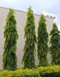 Image result for Monoon longifolium