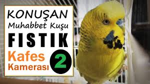 Kafes Kamerasi 6 Konusan Muhabbet Kusu Fistik Karma Sesler Dinlet Konussun Dinlet Cildirsin Youtube