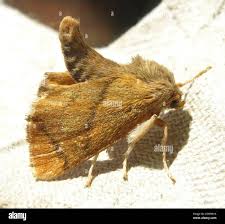 Image result for Apoda limacodes