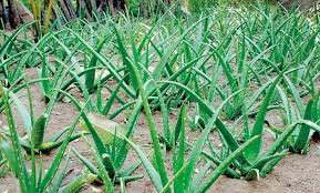 Aloe Vera Farming Information Guide For Beginners Agri Farming