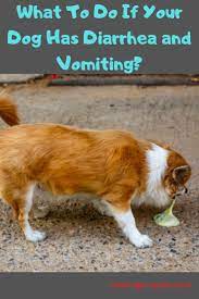 What To Do If Your Dog Has Diarrhea And Vomiting Dog Has Diarrhea Diarrhea In Dogs Dogs