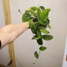 Monstera Peru 1 Edencps
