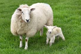 The kid is still rather weak and can hardly stand on his feet. Healthy Baby Lamb Is Born With Five Legs And It S Saved Him From The Dinner Table Mirror Online