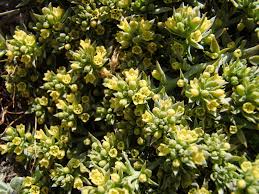 Image result for Santalaceae