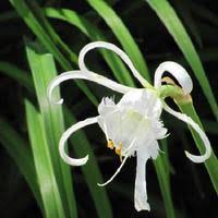 Image result for Ismene narcissiflora